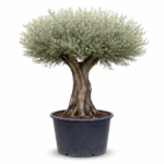 Olive Tree (OT004)