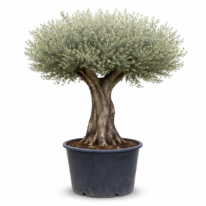 Olive Tree (OT004)