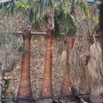 Washingtonia Palm (PT020)