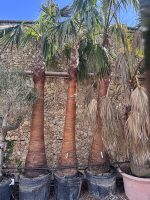 Washingtonia