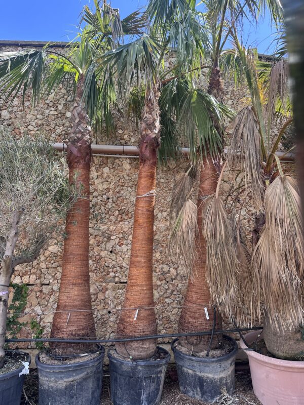 Washingtonia
