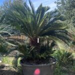 Cycas Palm (PT022)