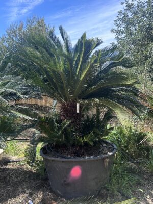 Cycas Palm