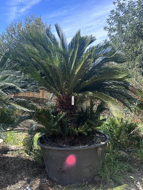 Cycas Palm