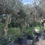 Olive Tree - Tal-Mejda (OT023)
