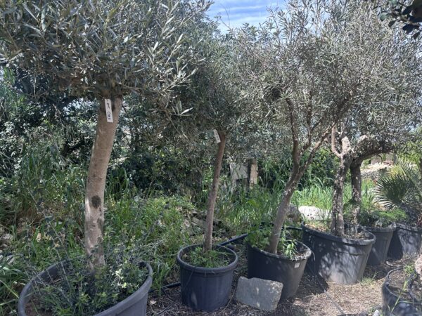 Olive Tree (Tal- Mejda)