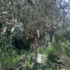 Olive Tree (Tal- Mejda)