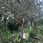 Olive Tree - Tal-Mejda (OT024)