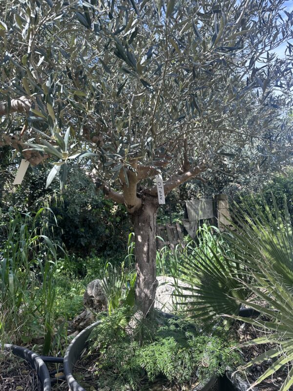 Olive Tree (Tal- Mejda)