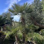 Chamaerops Palm (PT030)