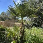 Chamaerops Palm (PT032)