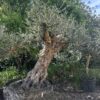 Olive Tree