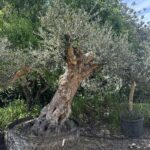 Olive Tree (OT033)