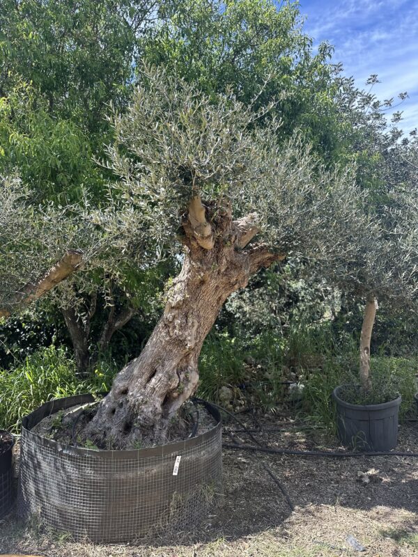 Olive Tree