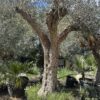 Olive Tree