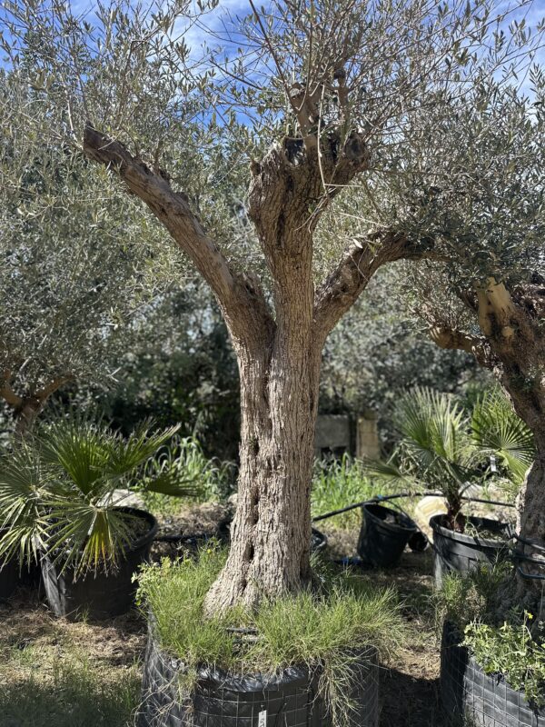 Olive Tree