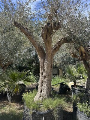 Olive Tree