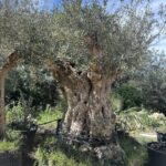 Olive Tree (OT034)