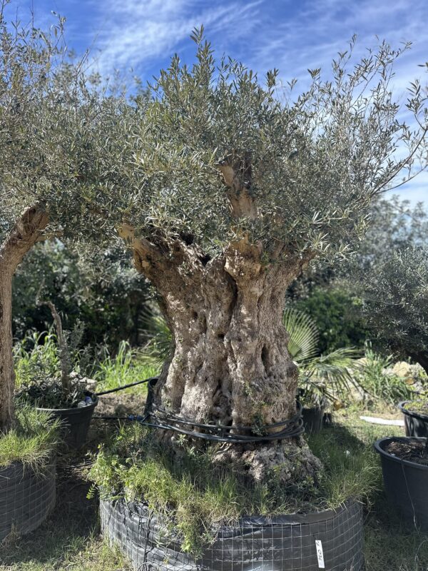 Olive Tree