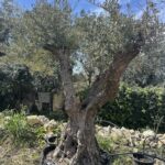 Olive Tree (OT035)
