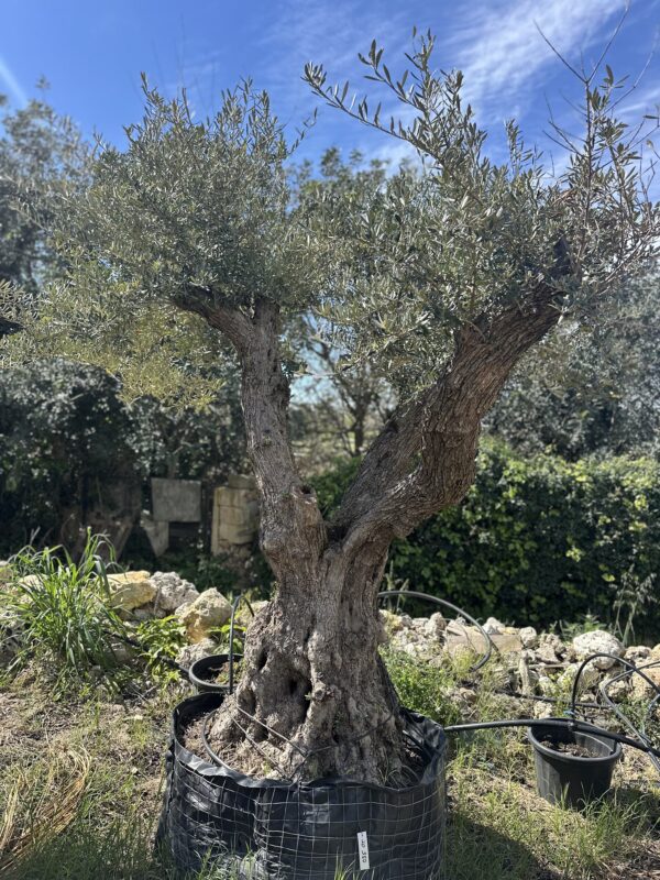 Olive Tree