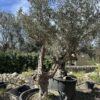 Olive Tree