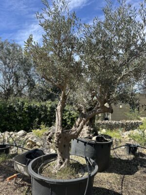 Olive Tree