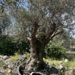 Olive Tree (OT037)
