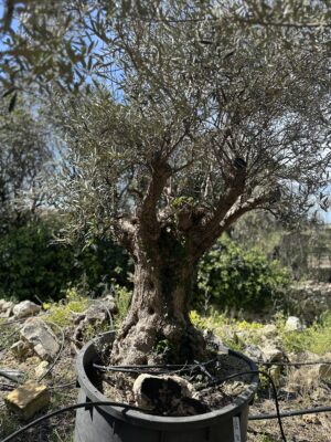 Olive Tree