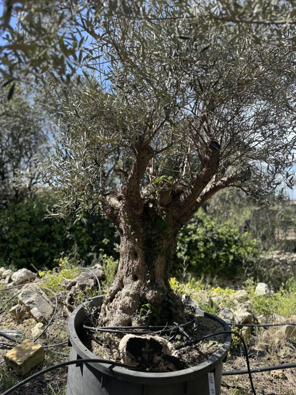 Olive Tree