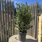 Laurus Nobilis Rand (ST039)