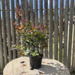 Etna Fire Eugenia (ST041)