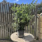 Metrosideros (ST043)