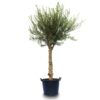 Olive Tree Basico