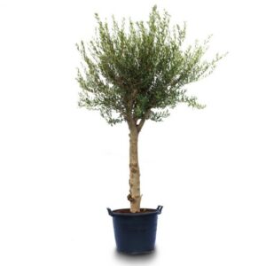 Olive Tree Basico