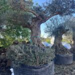 Olive Tree (OT009)