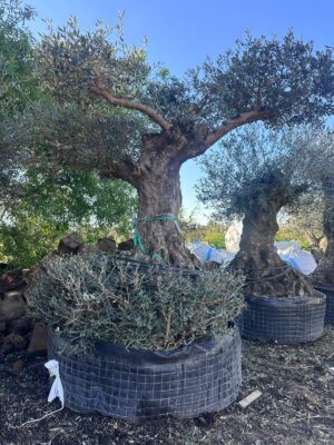 Olive Tree (OT009)