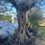 Olive Tree (OT011)