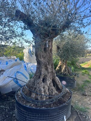 Olive Tree (OT011)