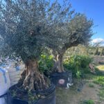 Olive Tree (OT012)