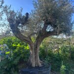 Olive Tree (OT013)