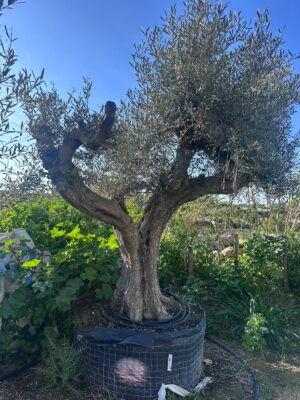 Olive Tree (OT013)