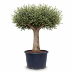 Olive Tree Granoli Picual (OT002)