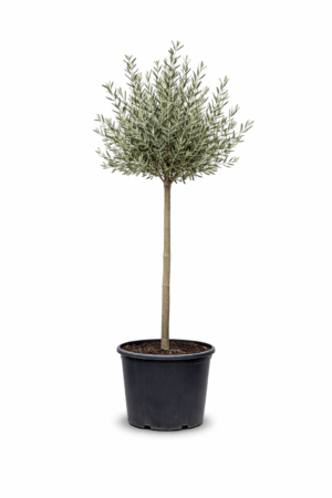 Olive Tree (OT006)
