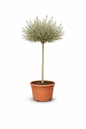 Olive Tree (OT007)