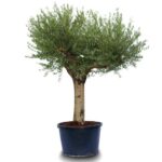 Olive Tree Florida (OT008)