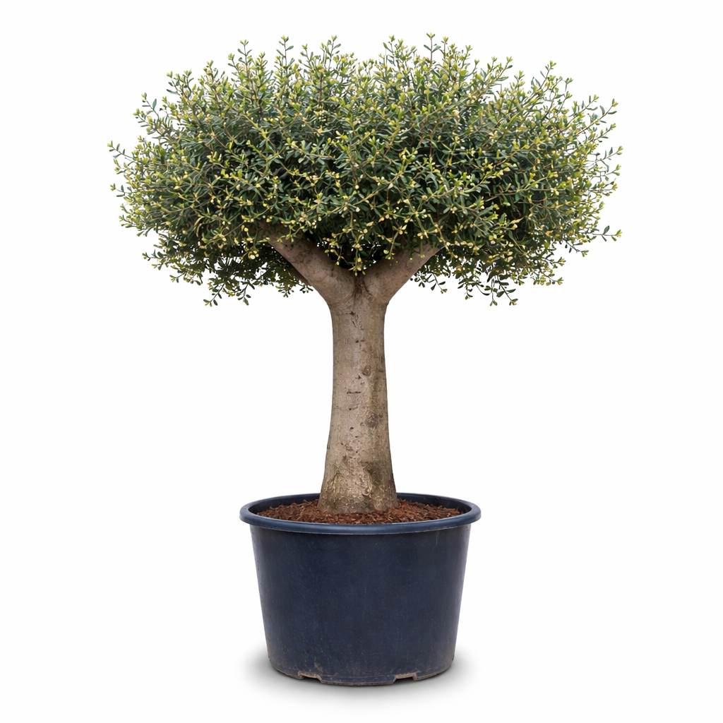 Olive Tree