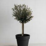 Olive Tree - In Pot