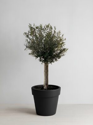 Olive Tree - In Pot